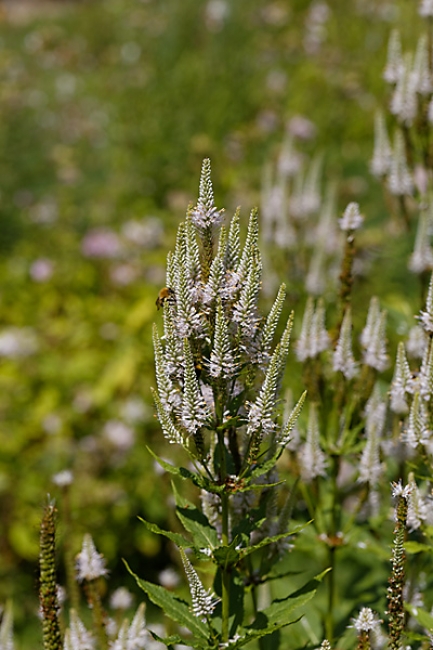 Jardin des Impressionnistes-082